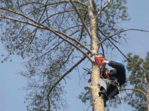 Спил и вырубка деревьев стоимость услуг и где заказать - Ярославль