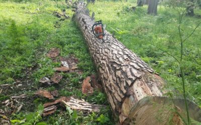 Спил и вырубка деревьев, корчевание пней - Ярославль, цены, предложения специалистов