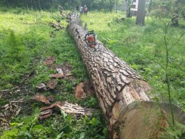 Спил и вырубка деревьев, корчевание пней стоимость услуг и где заказать - Переславль-Залесский