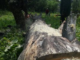 Спил и вырубка деревьев, корчевание пней стоимость услуг и где заказать - Ярославль